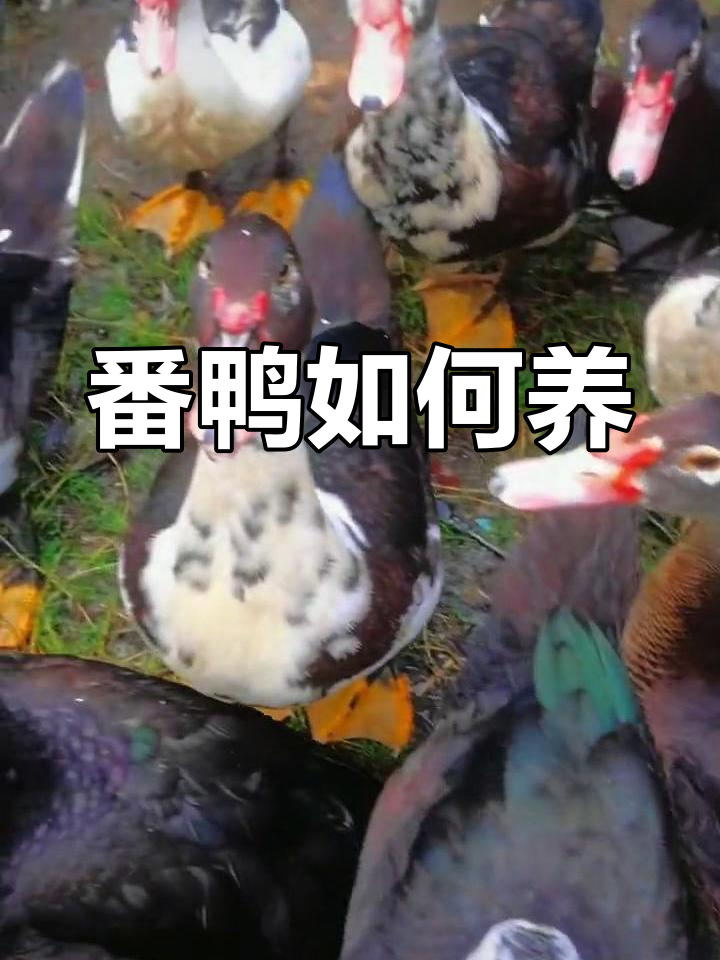大种番鸭养殖全攻略