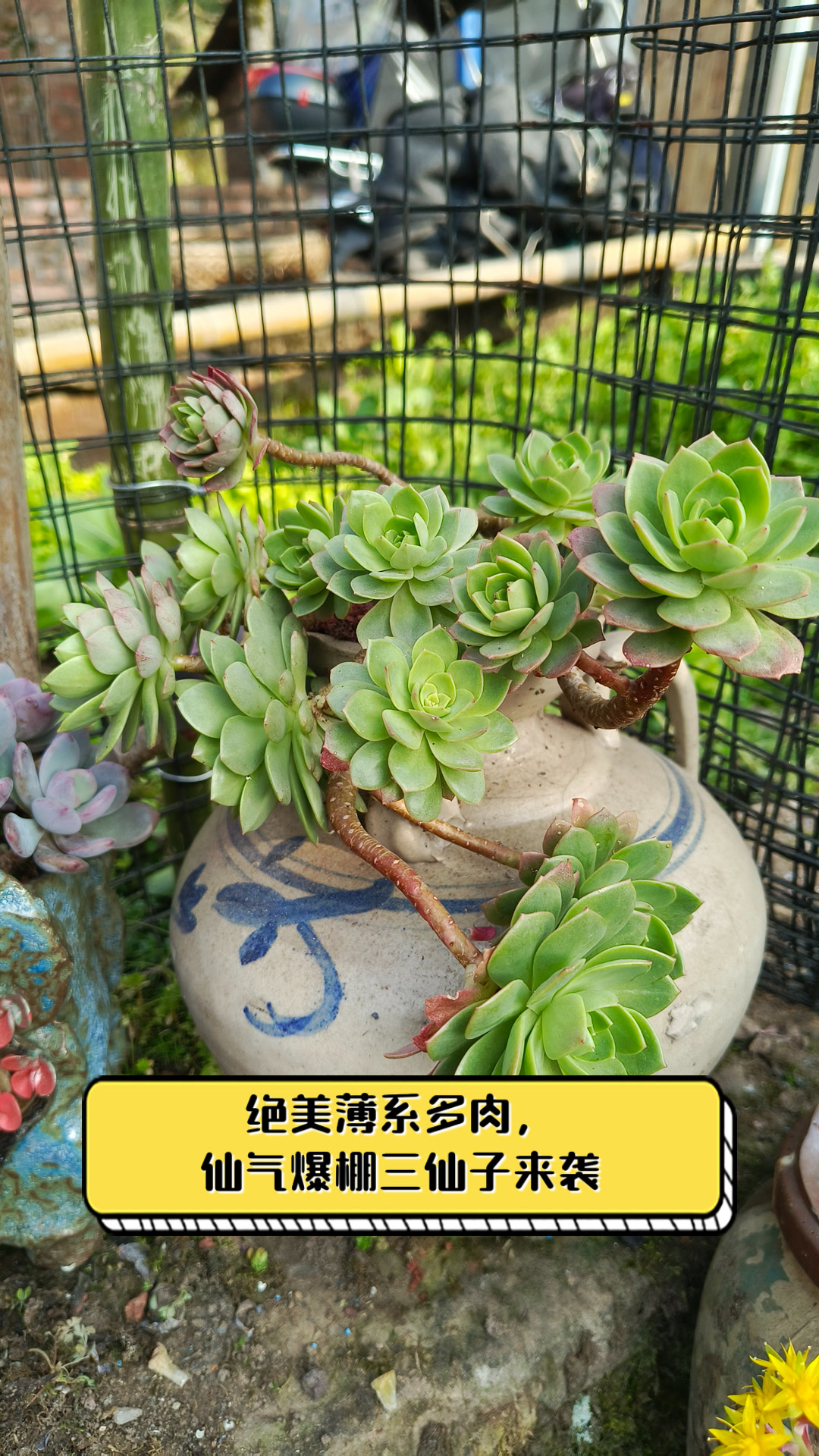 绝美薄系多肉,仙气爆棚三仙子来袭