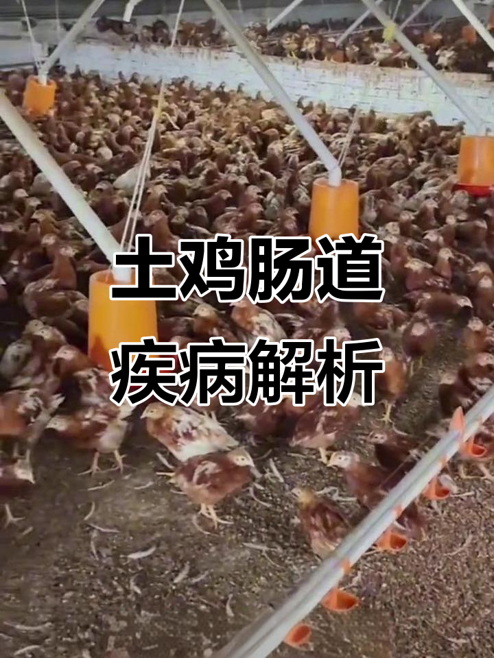 土鸡肠道问题大揭秘：亚氧菌毒素累积引发的肠毒斑