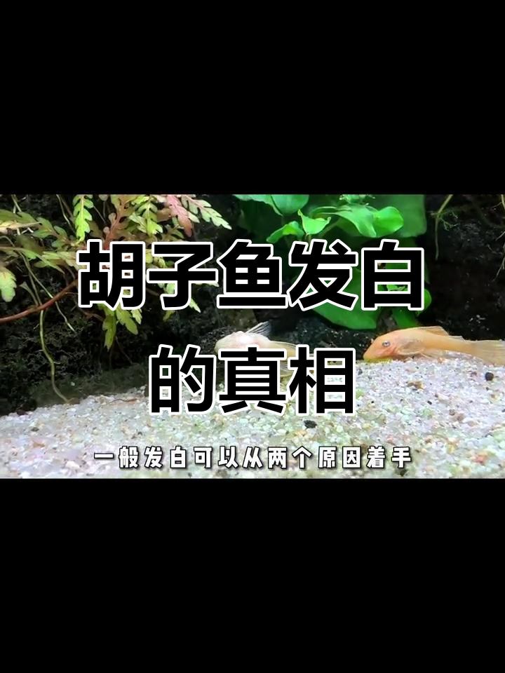 黄金胡子鱼颜色变白的原因分析,水质和喂食都可能是罪魁祸首