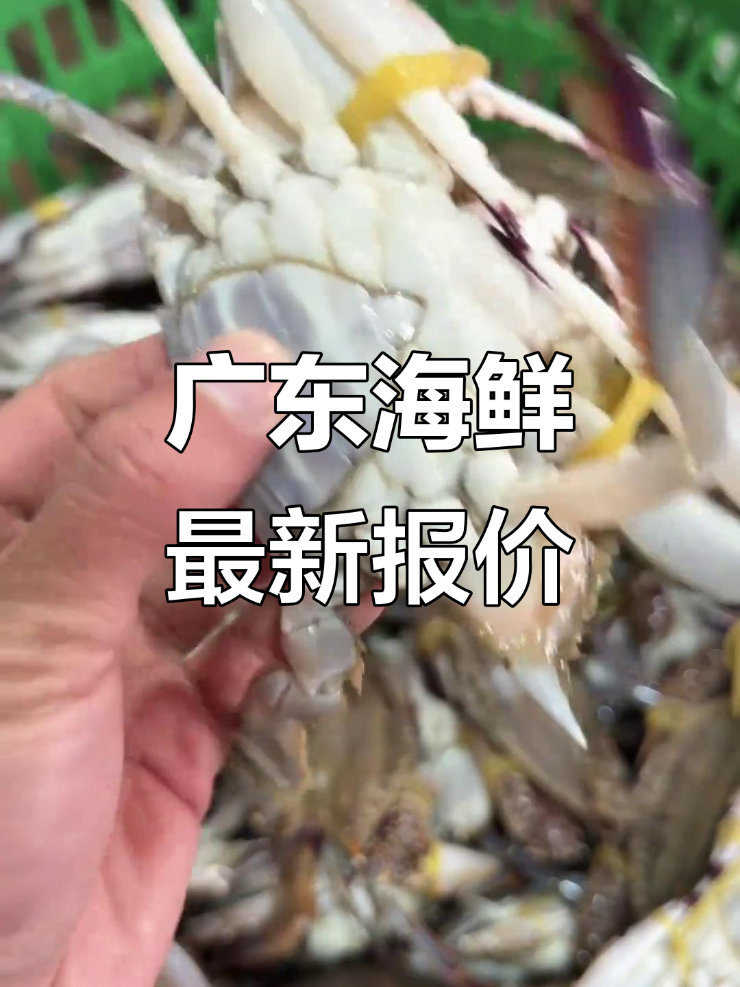 3月13日广东海鲜市场行情:皮皮虾、黑鲤鱼价格一览