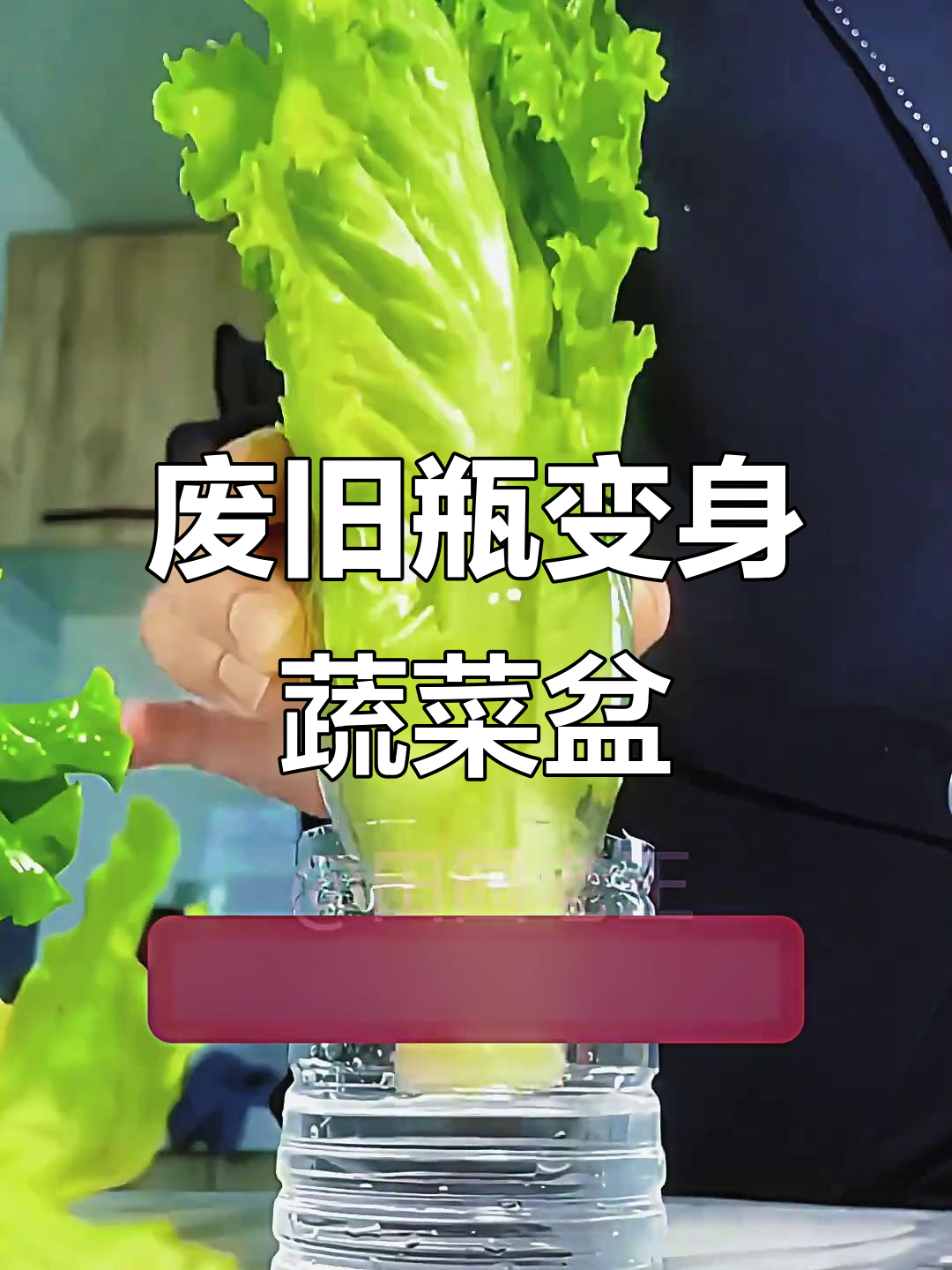 矿泉水瓶变蔬菜园,阳台种菜小技巧大公开
