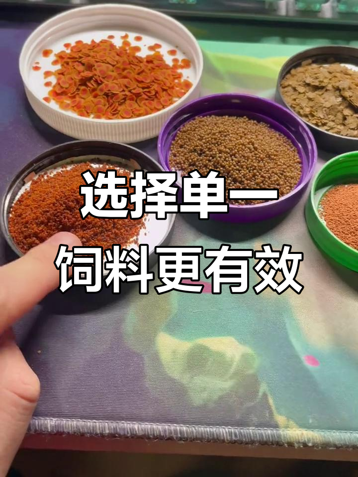 喂鱼饲料选择技巧:不要选多合一,每天一种效果更好