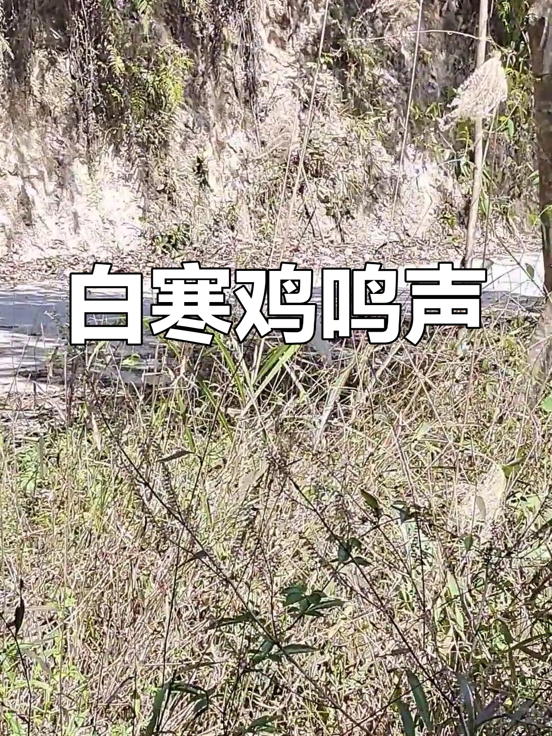 白寒鸡的独特叫声