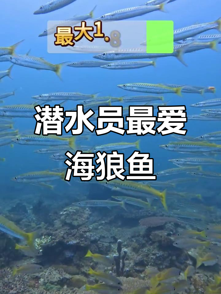 海浪风暴来袭,潜水员爱吃的海狼鱼竟是钓鱼人噩梦
