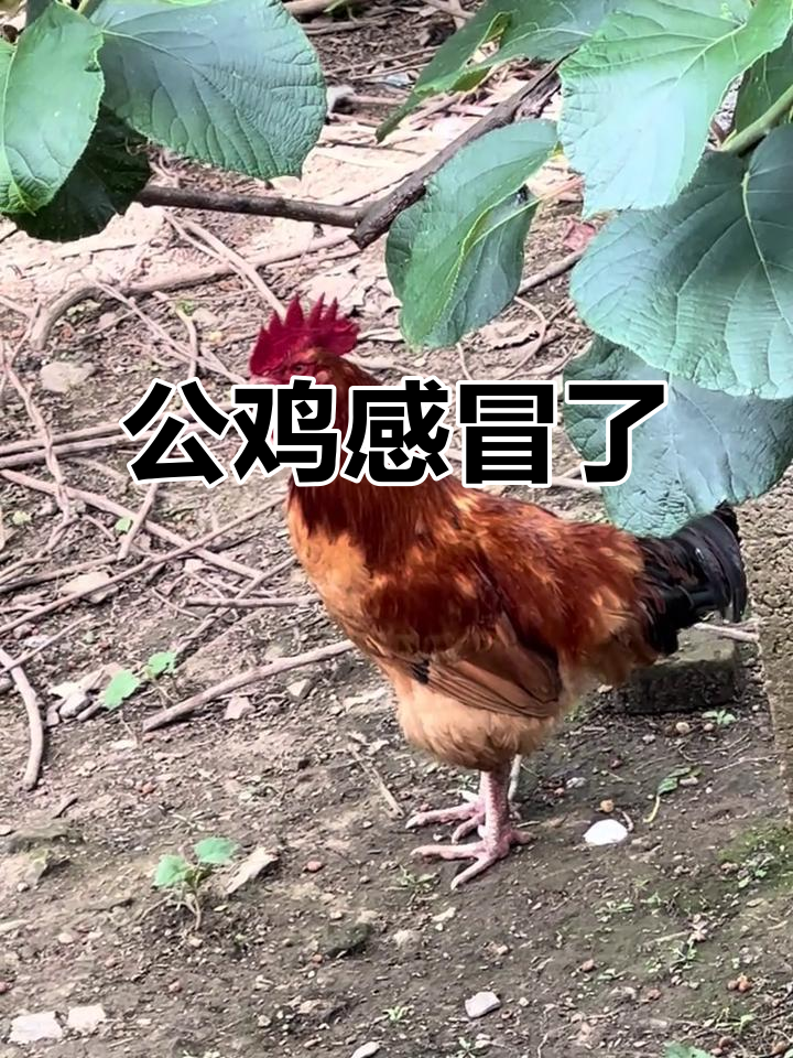 公鸡感冒嗓子哑,隔壁基友帮忙叫出声