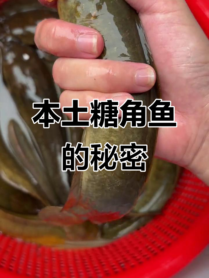 野生塘角鱼,不是埃及唐狮!对水质要求更高