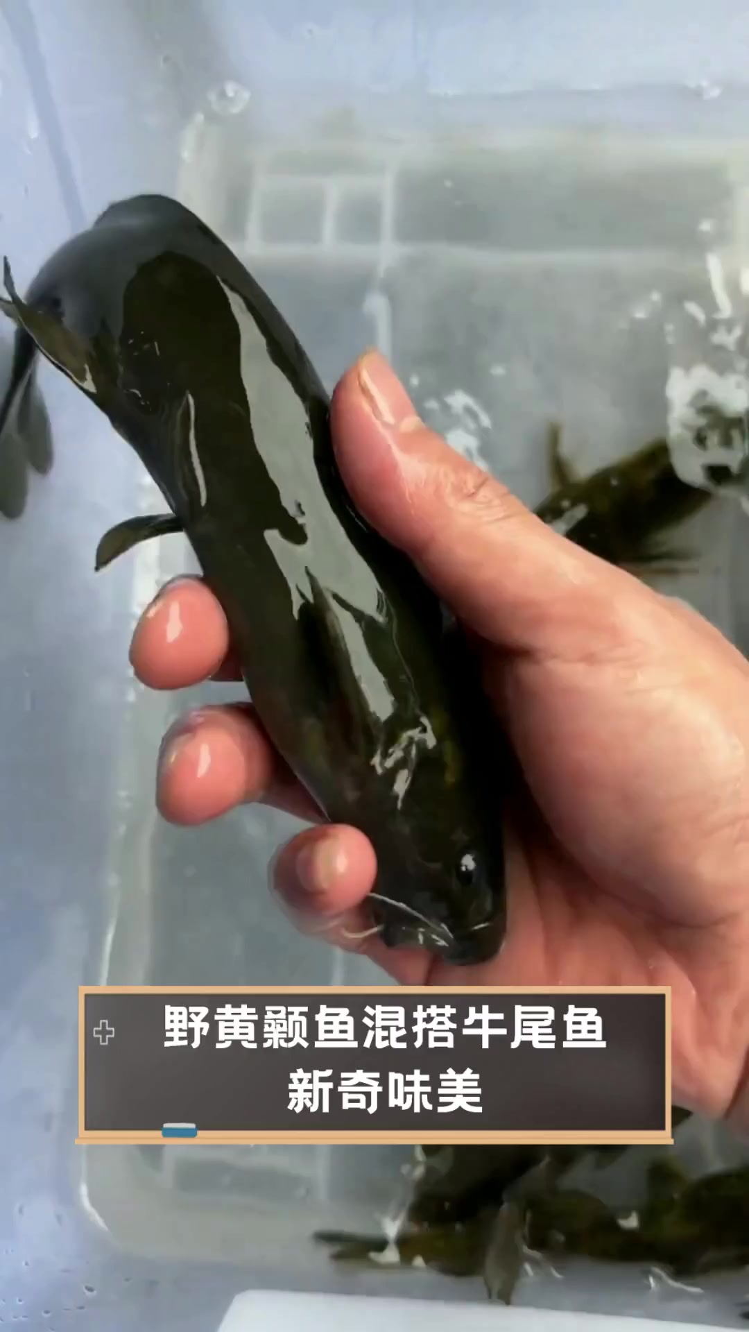 野黄颡鱼混搭牛尾鱼,新奇味美