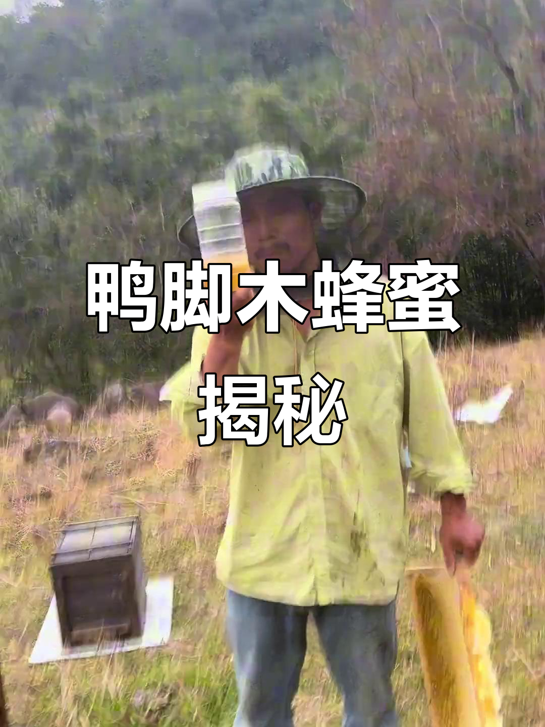 鸭脚木冬蜜:蜜蜂的天然饲料,为何不能食用?