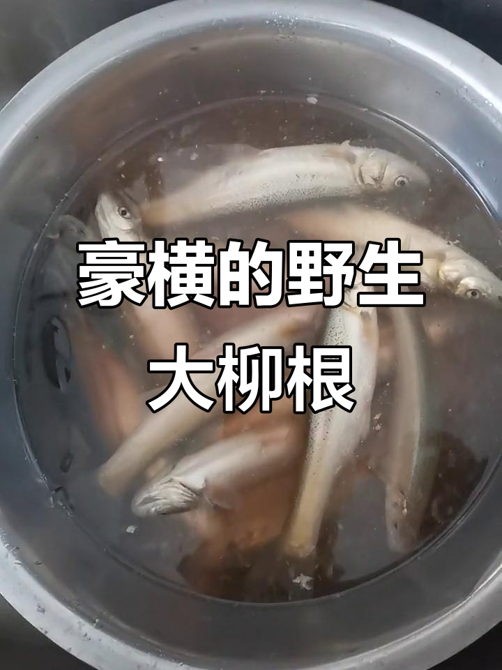 冰钓大柳根鱼,肉多到让人惊讶!