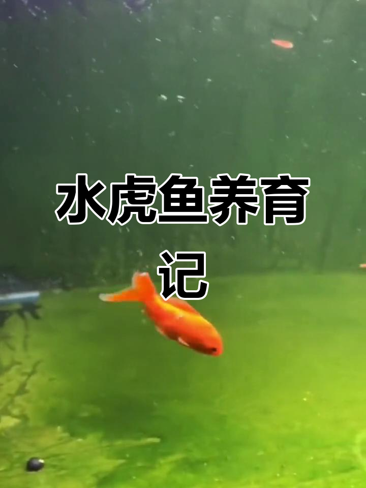 秘鲁水虎鱼养殖日记,猛鱼的成长与挑战