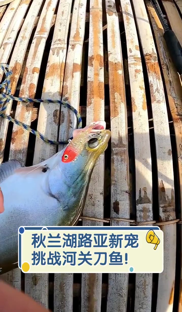 秋兰湖路亚新宠,挑战河关刀鱼!