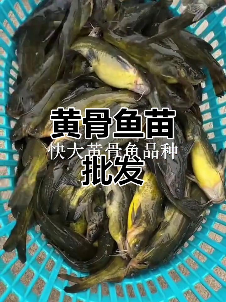 优质黄骨鱼苗,批发供应,适合放生或养殖
