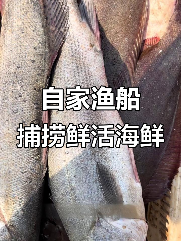 渔船满载而归,海鲜大丰收!莱州自家渔船带你看新鲜货