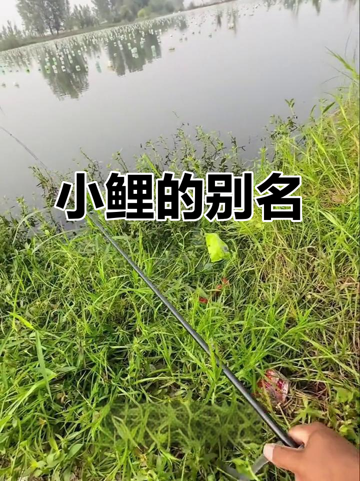 鳑鲏鱼:扁身宽体,统称小鲤