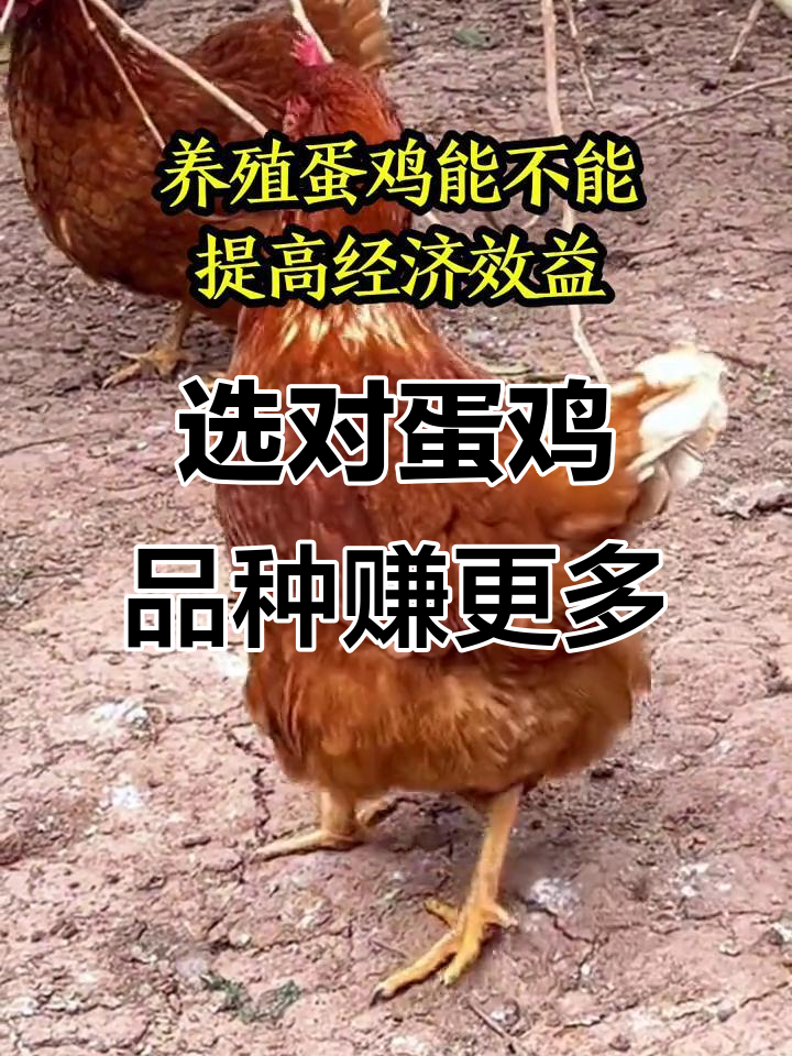 选择对蛋鸡品种,提高养殖效益