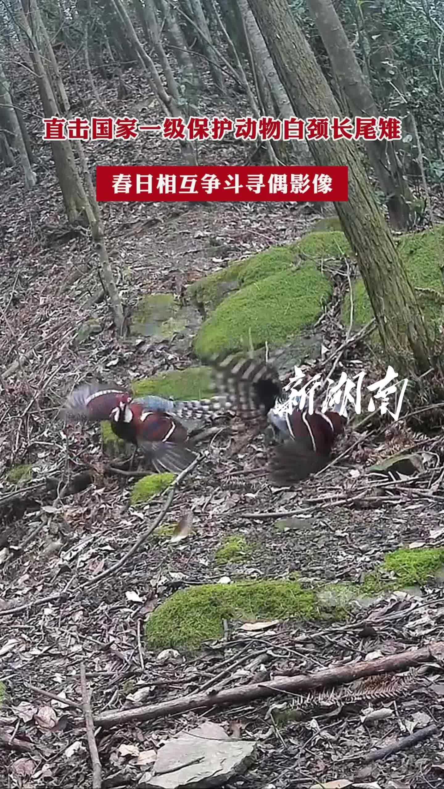 国家一级保护动物白颈长尾雉春日相互争斗寻偶现场