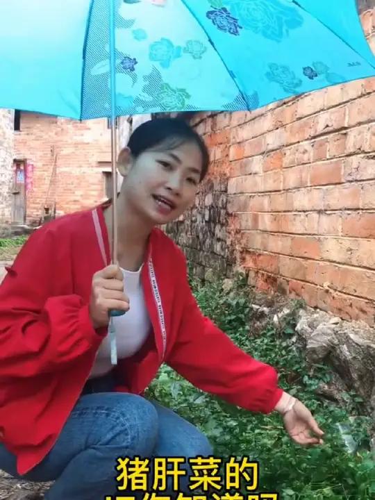 在农村就是有吃不完的菜 猪肝菜的功效与作用