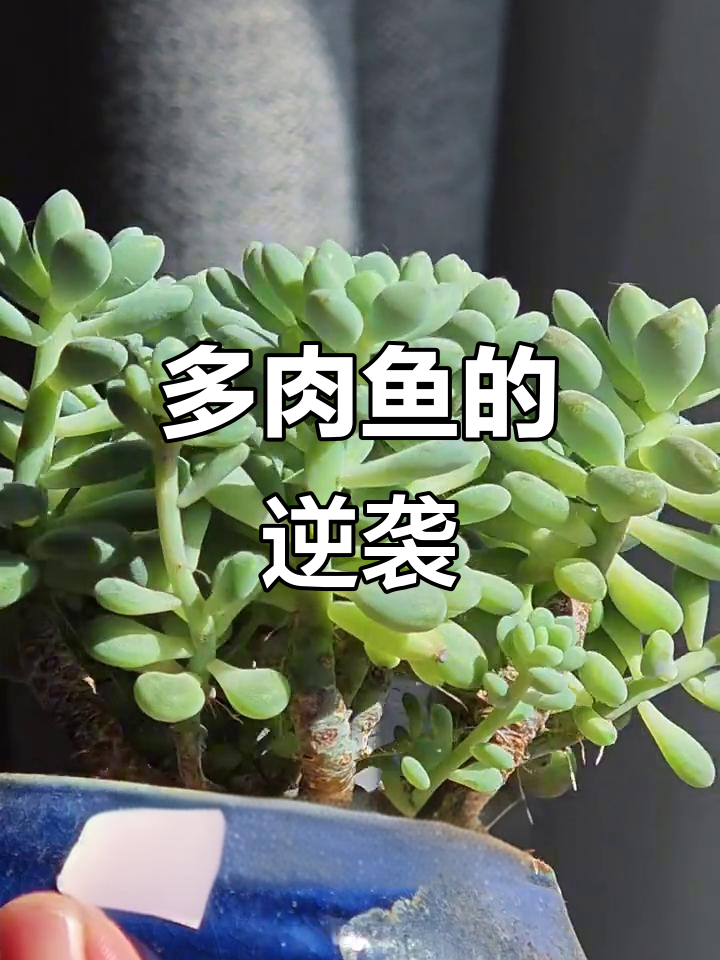 鱼子酱多肉成长记：从烤化到重生，蜕变全过程