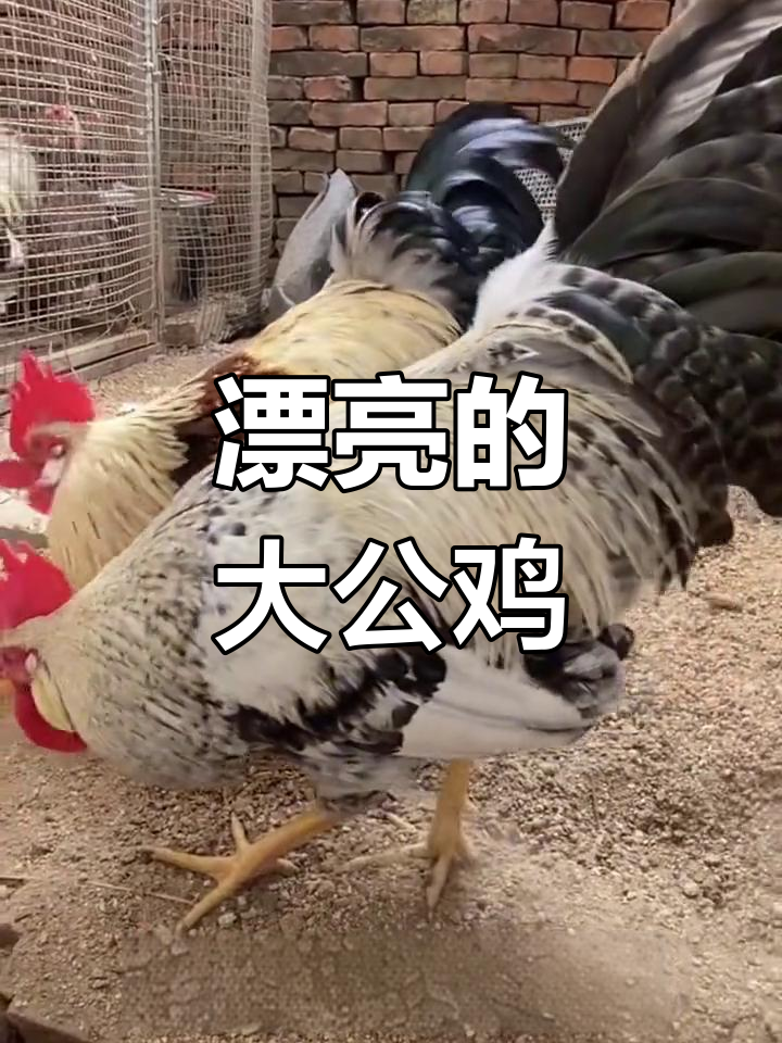 大公鸡的美丽羽毛