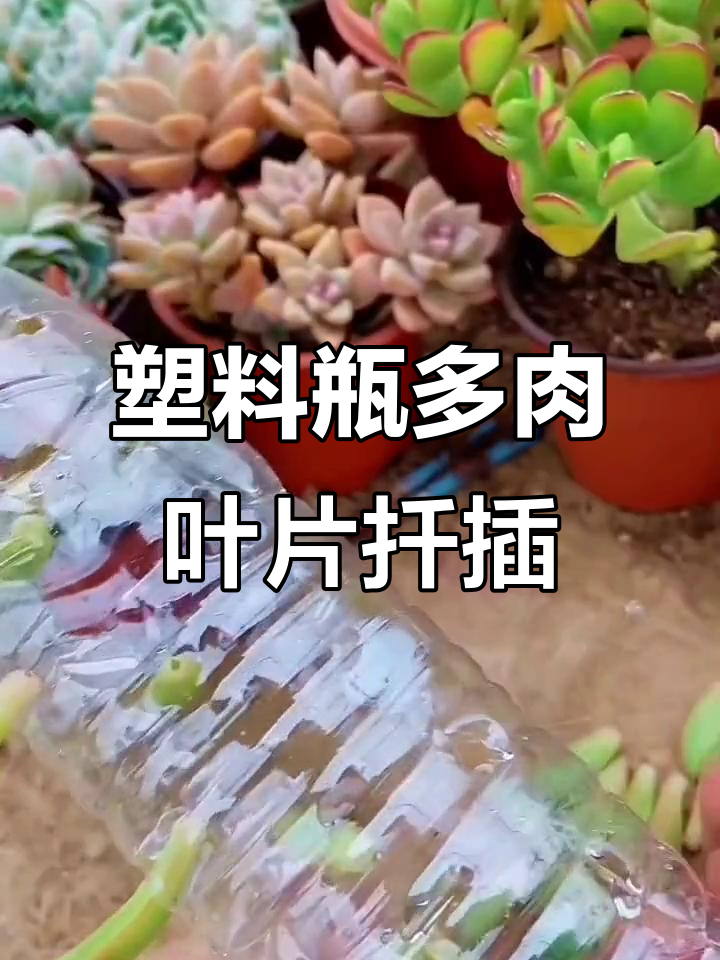 多肉植物矿泉水瓶扦插技巧,轻松学会叶子生根法