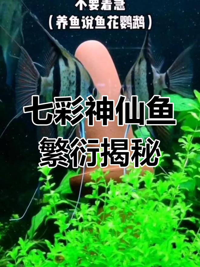 七彩神仙鱼繁殖全过程:从发情到产卵的美丽瞬间