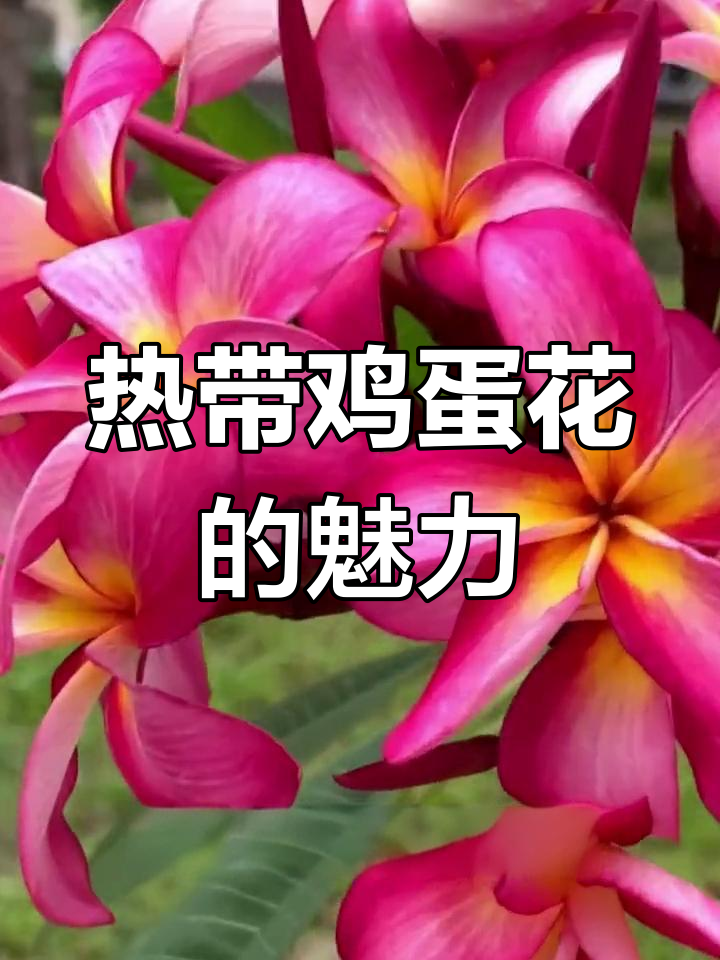 鸡蛋花:洁白如蛋白,蛋黄般的美丽花朵