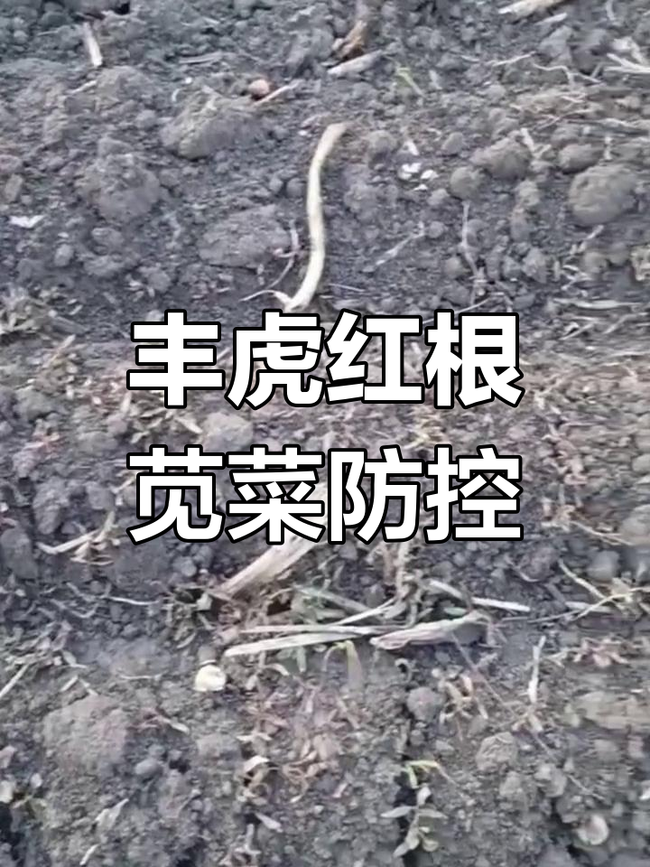 红根苋菜密度大,如何防治效果好?