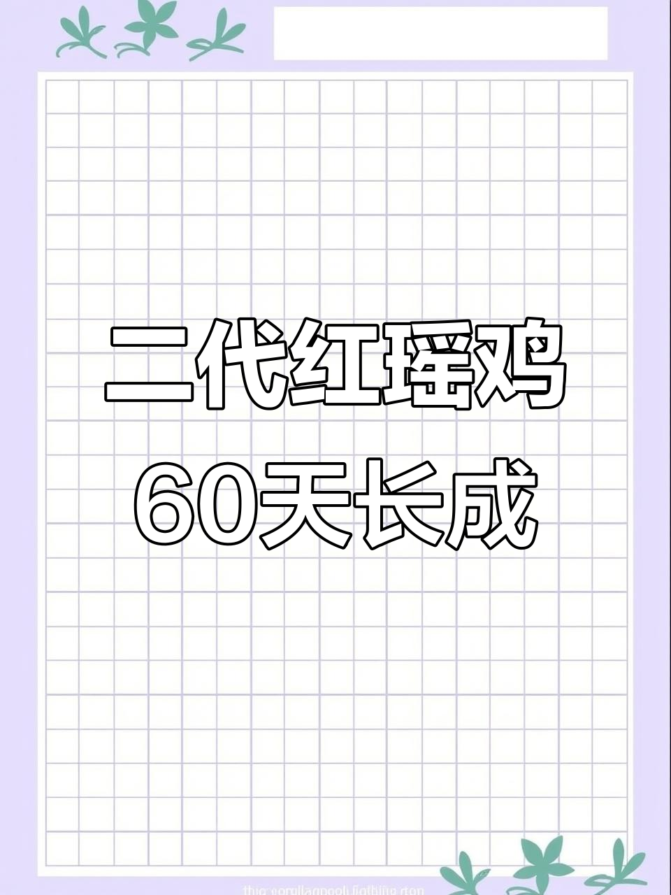 60天二代红瑶鸡成长记，毛色亮丽惹人爱