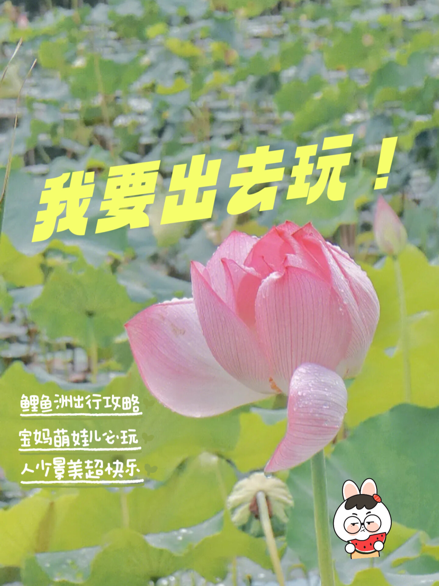 周末遛娃之福州鲤鱼洲国宾馆-赏荷避暑