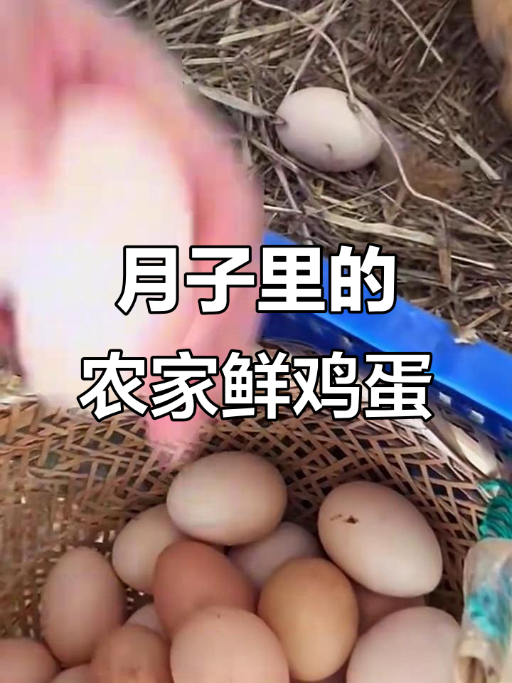 农村散养笨鸡蛋,月子里必备新鲜土鸡蛋