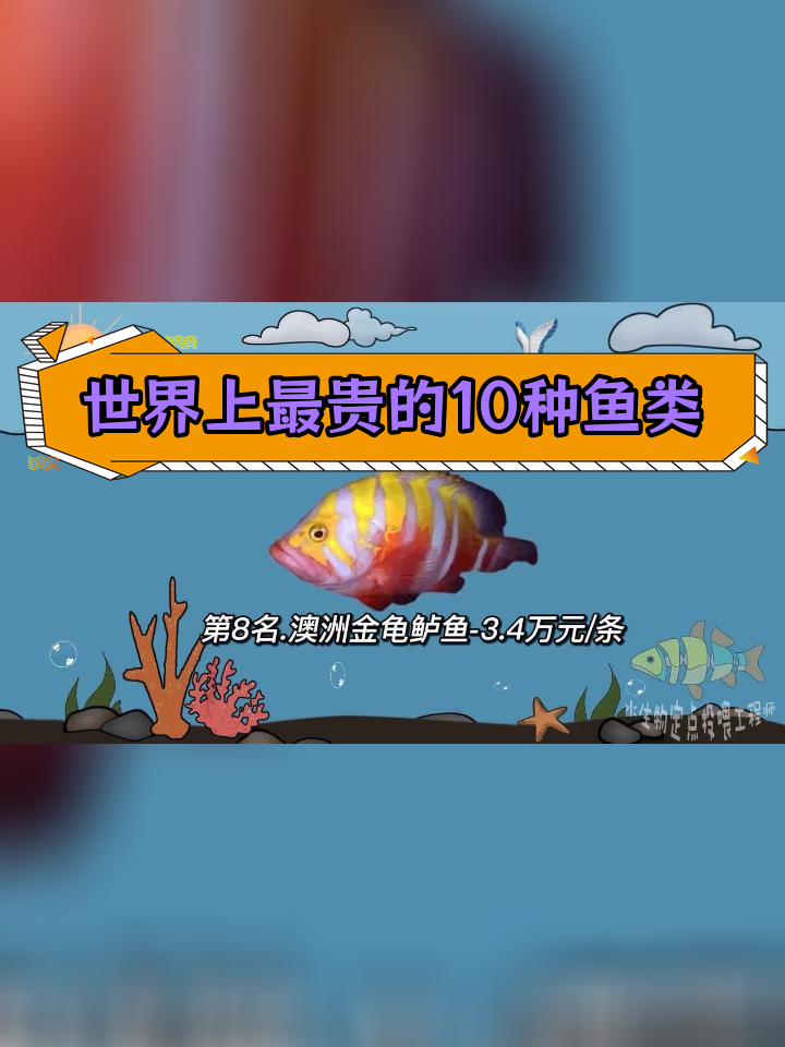 世界最昂贵海鱼排行榜