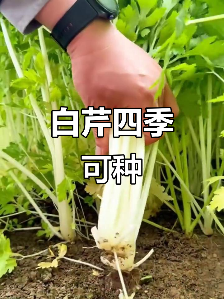 四川白杆芹菜,四季阳台种植,清爽脆嫩又健康