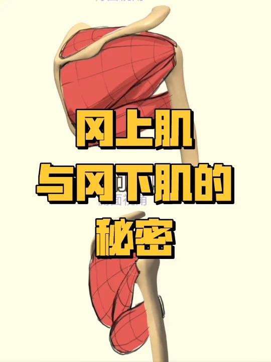 掌握冈上肌与冈下肌:理解肩胛骨的肌肉覆盖!