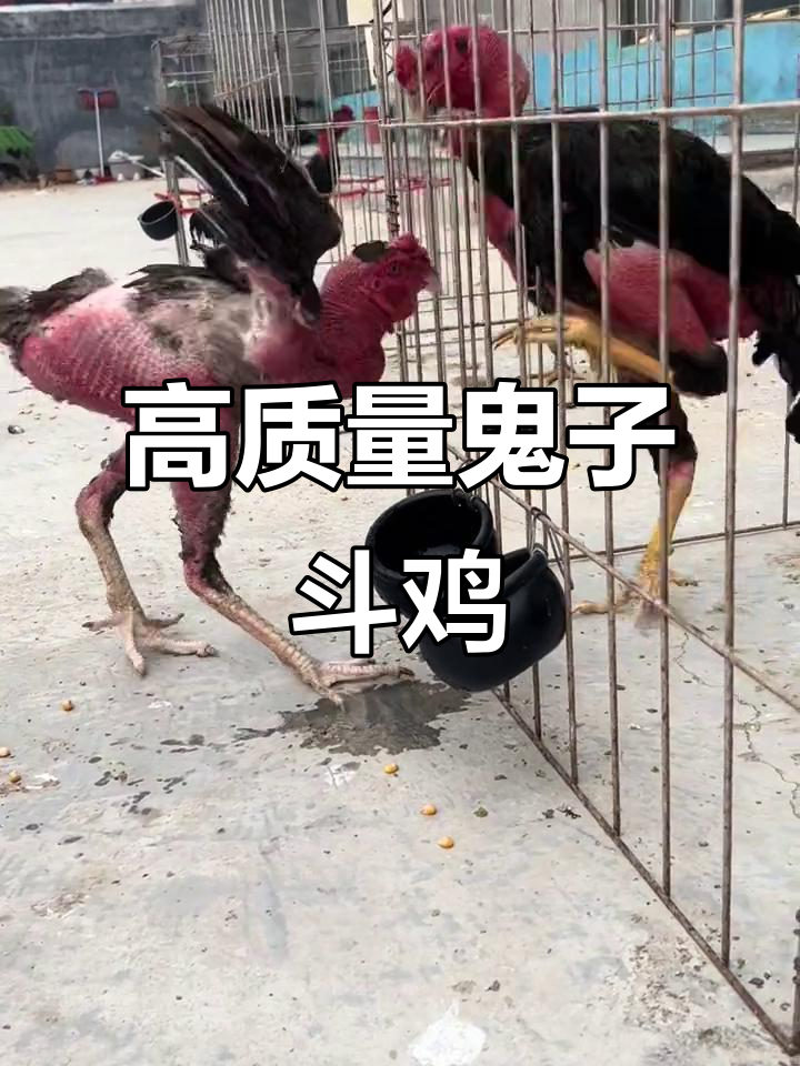 鬼子斗鸡大比拼，火爆激烈让人捧腹