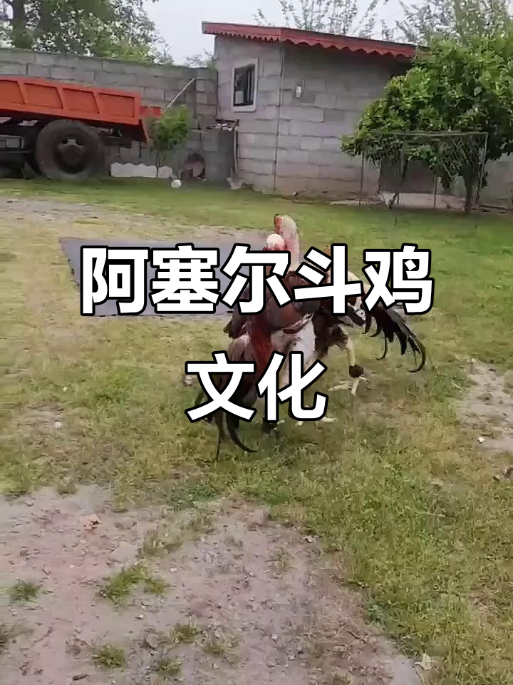 印度阿塞尔斗鸡：传统民族文化与激烈竞技的完美结合