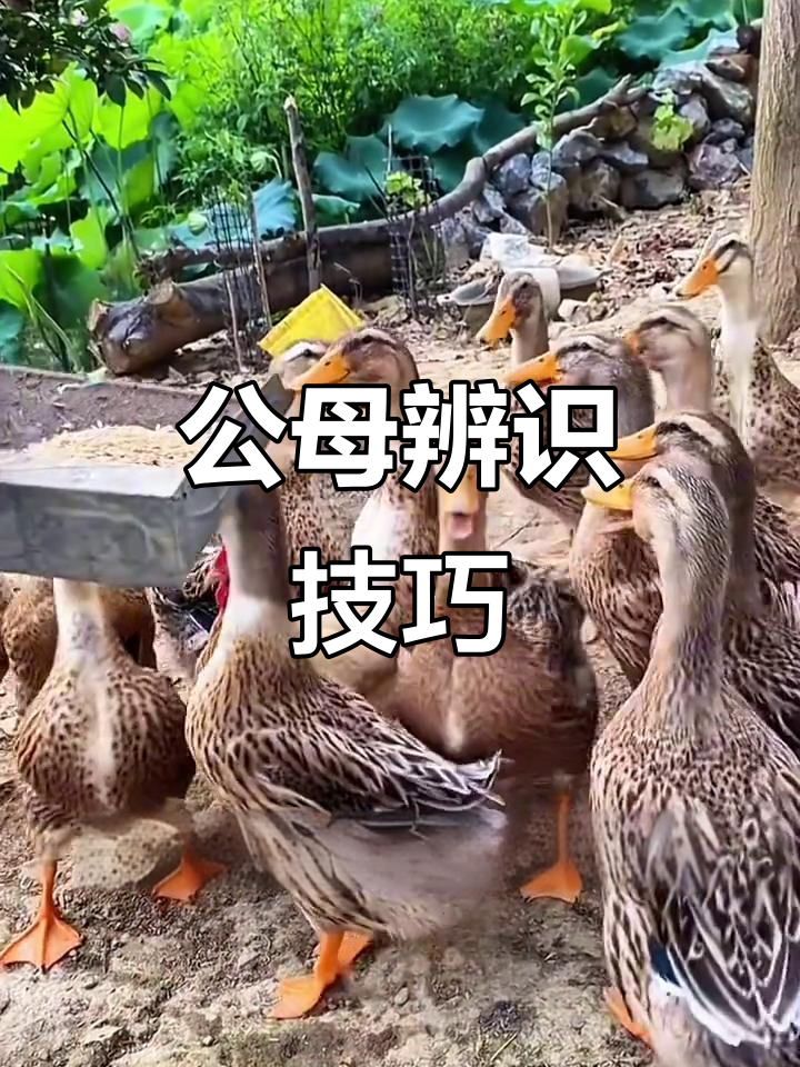 养殖小鸭子,公母辨别是关键,决定未来产蛋数量