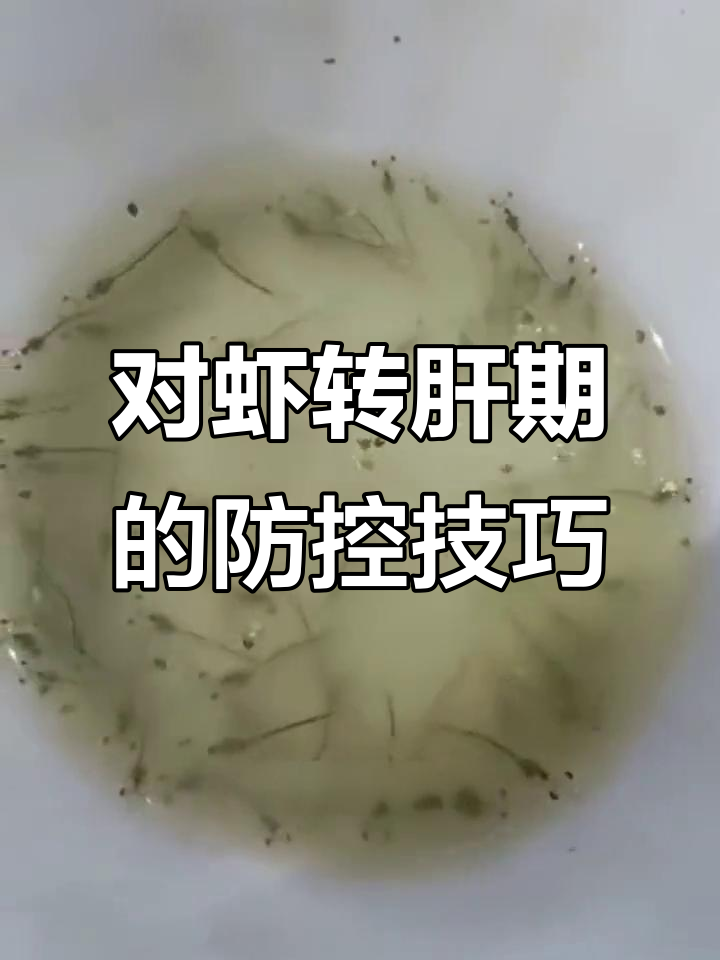 南美白对虾转肝期管理全攻略,轻松提高生长速度