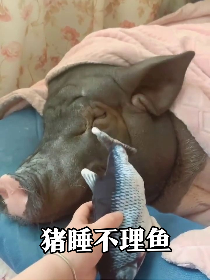 鱼玩具疯狂蹦迪,黑猪睡得纹丝不动,网友:这睡眠质量我慕了