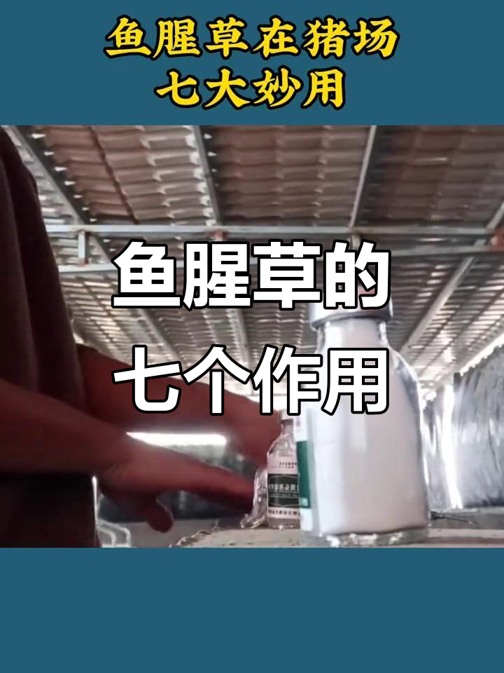 鱼腥草注射液七大妙用，养猪人必看