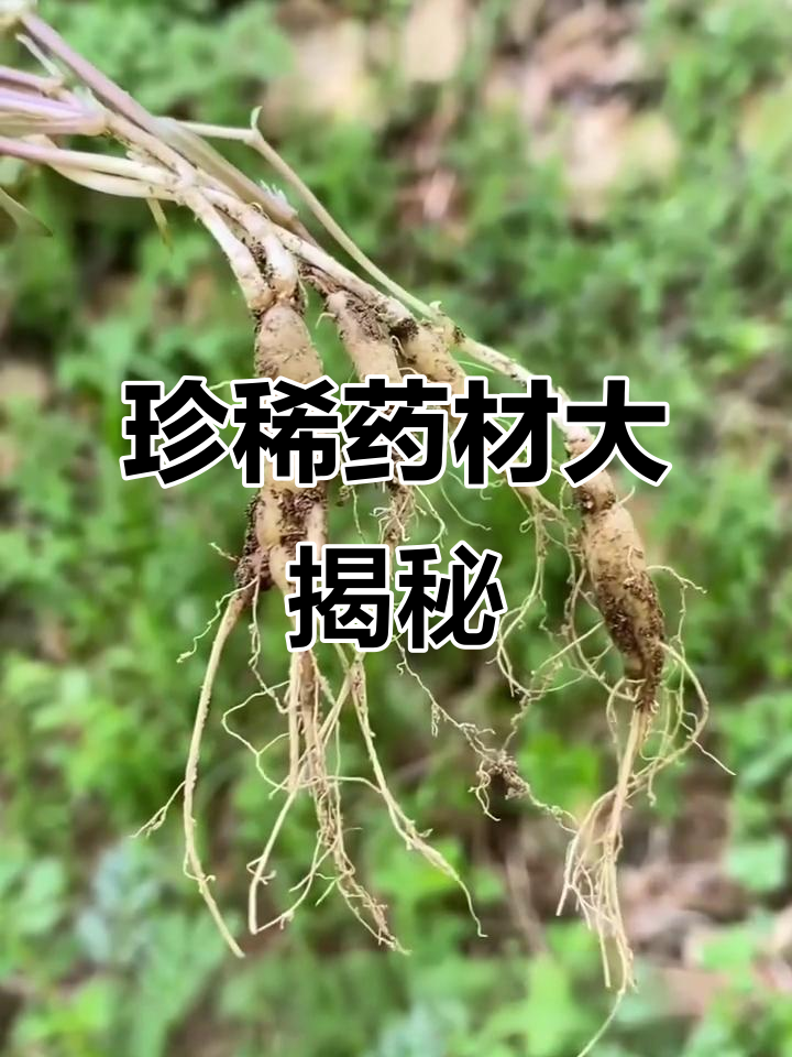 这些珍贵食材,你了解吗?天麻、霍山铁皮石斛等一览