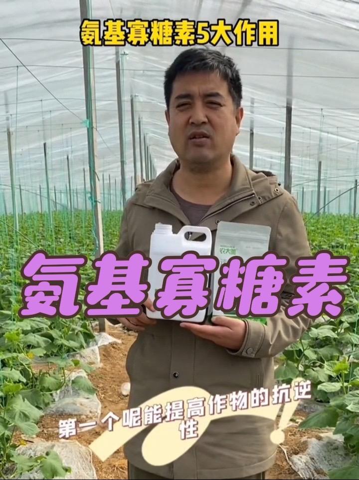氨基寡糖素,5大作用!蔬菜种植技术 蔬菜基地 寿光蔬菜 黄瓜种植技术