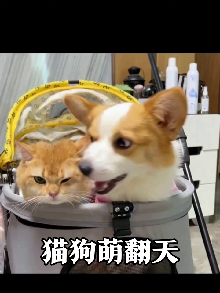 柯基带娃记:小猫日常翻车,穿同款衣服萌到犯规