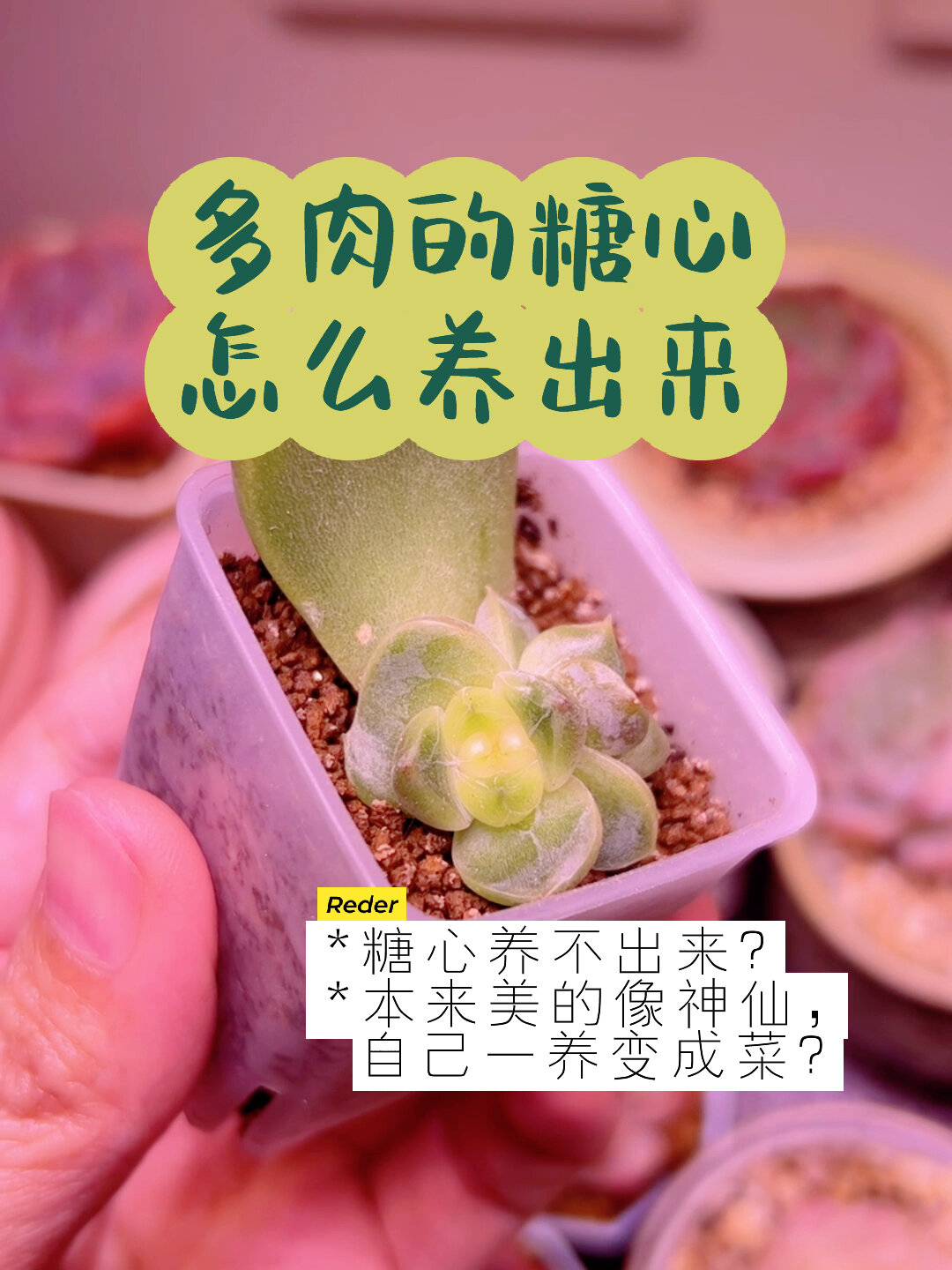 糖心多肉的日常养护