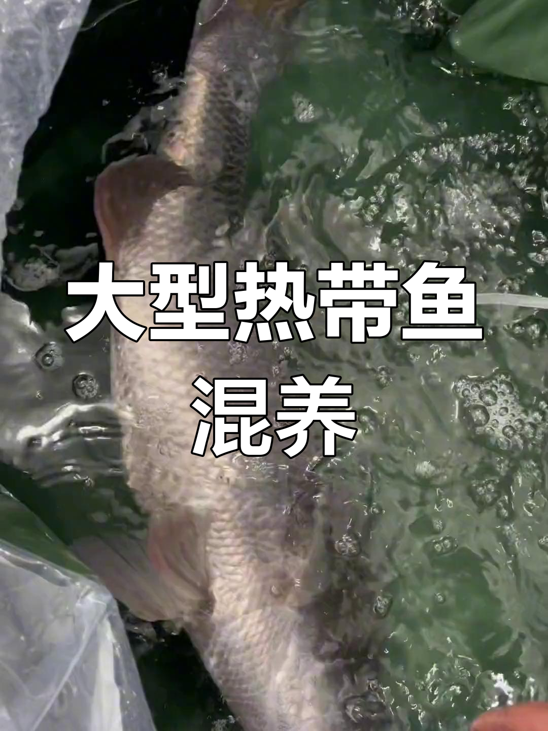 赤目鲈鱼与白子大银板混养挑战