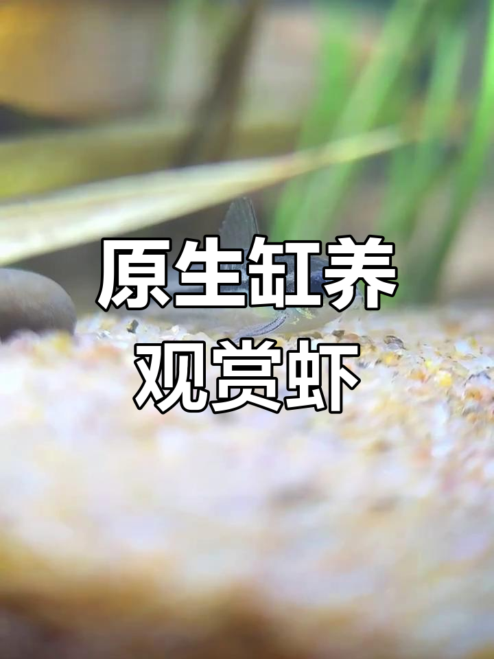 打造原生缸养水晶虾,细节全揭秘
