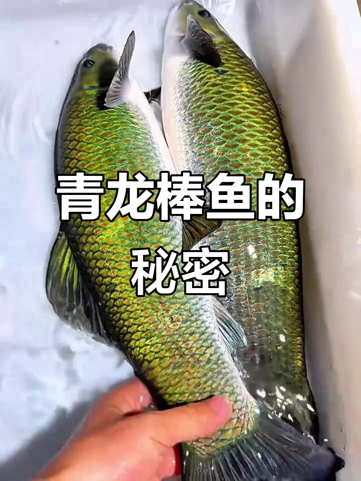 青龙棒鱼:长江特有鱼类,生存环境如何?