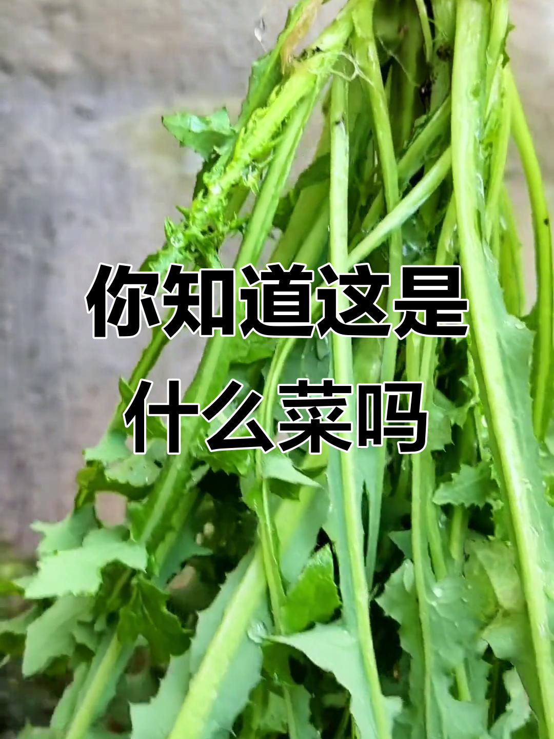 苦苣菜:田间常见却常被误认的野菜,你认识吗?