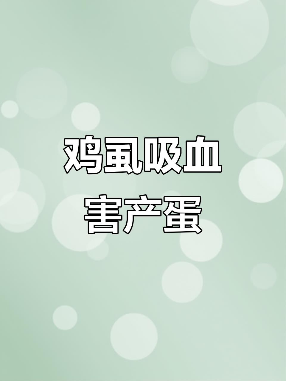 鸡虱子如何影响产蛋?夜晚吸血危害大揭秘