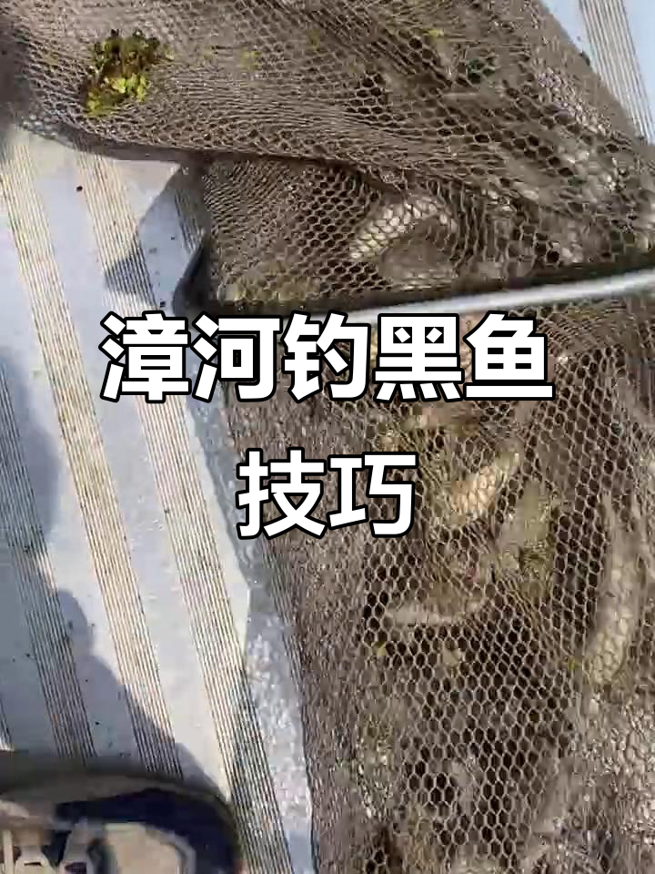 漳河钓鱼小技巧,六月十八日浮冰挑战